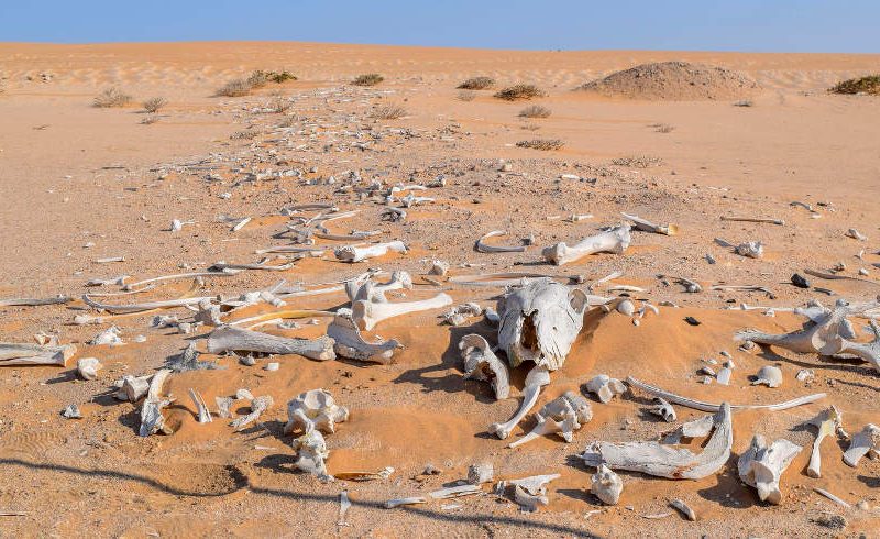 Dry Bones And Israel s Restoration Restoration from Zion Dry Bones And Israel s Restoration Restoration from Zion